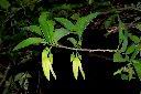 番荔枝-花09.JPG