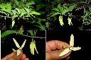 番荔枝-花1.jpg