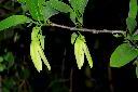 番荔枝-花15.JPG
