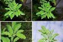 番荔枝-葉1.jpg