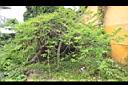 番荔枝02.JPG