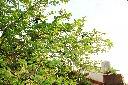 番荔枝14.JPG