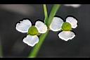 野慈姑-花7.jpg