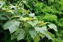 野桐-雌花序01.JPG