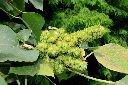 野桐-雌花序03.JPG