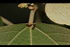 野桐-腺點03.JPG