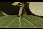 野桐-腺點04.JPG