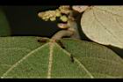 野桐-腺點08.JPG