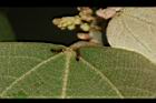 野桐-腺點09.JPG