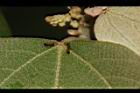 野桐-腺點10.JPG