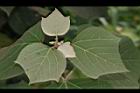 野桐-葉01.JPG