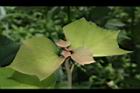 野桐-葉05.JPG