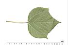 野桐-葉背00.JPG