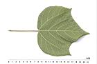 野桐-葉背05.JPG