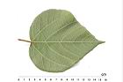 野桐-葉背09.JPG