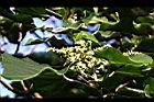 野桐-雄花01.jpg