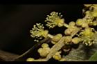 野桐-雄花09.JPG