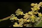 野桐-雄花10.JPG