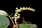 野桐-雄花序03.JPG