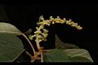 野桐-雄花序06.JPG