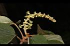 野桐-雄花序07.JPG
