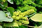 野桐-雌花序04.JPG