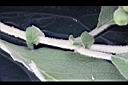 野煙樹-托葉01.jpg