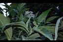 野煙樹-花序00.JPG