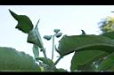 野煙樹-花苞00.JPG