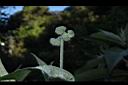 野煙樹-花苞01.JPG