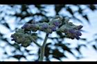 野煙樹-花序02.JPG