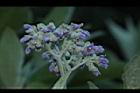 野煙樹-花序06.JPG
