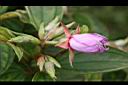 野牡丹-花苞03.jpg