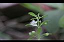 野甘草-花08.jpg