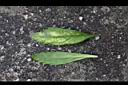 野甘草-葉0.jpg