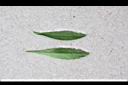 野甘草-葉1.jpg