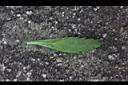 野甘草-葉正0.jpg