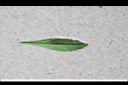野甘草-葉背1.jpg