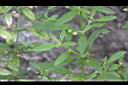 野甘草08.jpg