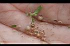 野甘草-種實1.jpg