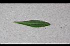 野甘草-葉正1.jpg