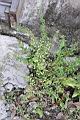 野甘草01.jpg