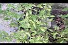 野甘草04.jpg