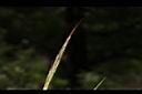野生稻-稻鬚00.JPG