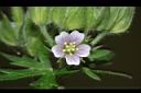 野老鸛草-花02.JPG