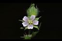 野老鸛草-花05.JPG