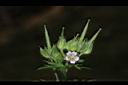 野老鸛草-花實04.JPG