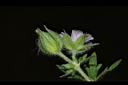 野老鸛草-花萼01.JPG