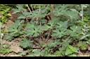 野老鸛草-葉01.JPG
