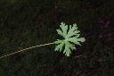 野老鸛草-葉正00.JPG